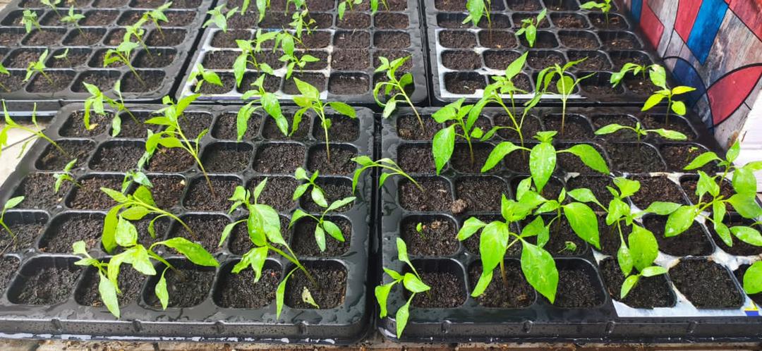 Cover image of Community Past Program: Urban Farming – The first pilot urban farming project has been carried out at Residensi Utama, Kedah.